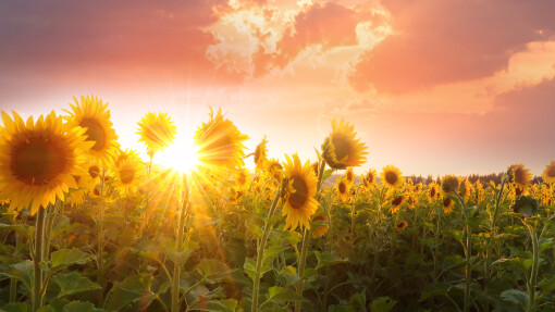 Follow the Light, As the Sunflower