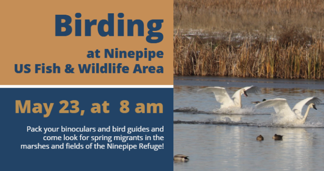Birding at Ninepipe