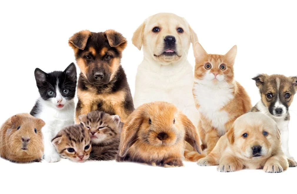 Blessing of the Animals