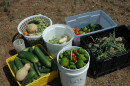 St. Christopher's Begins Spring Planting for Community Garden