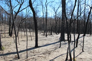 Wildfire Relief 2