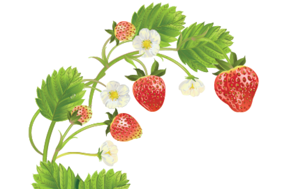 You Are "Berry" Special: Spring Picnic for Widows and Single Senior Ladies