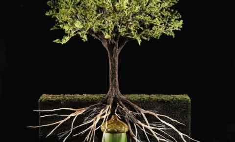 Growing in Faith: Growing
