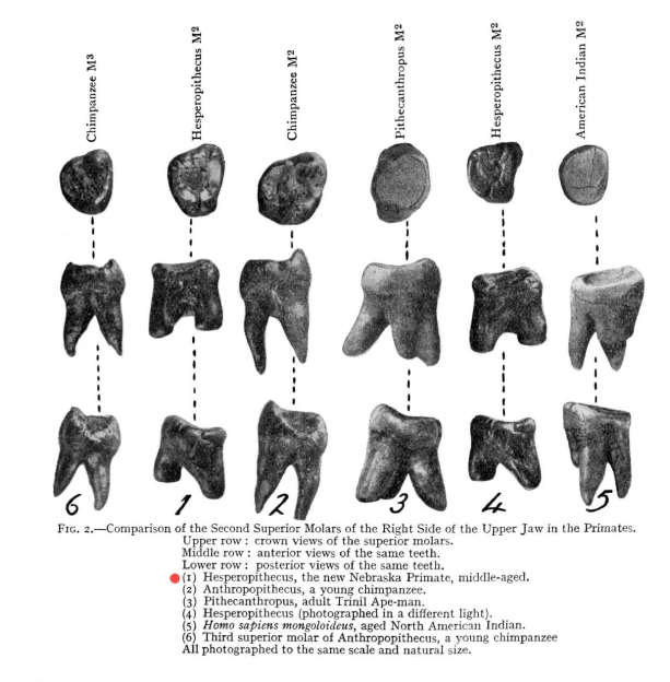 Nebraska Man Tooth