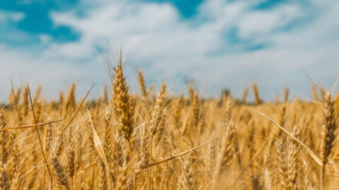 Winter 2025 SGWM Newsletter