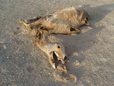 mongolia, dead camel