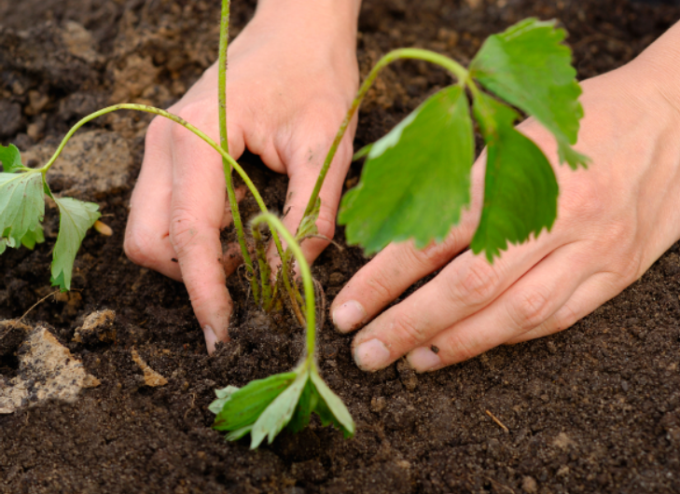 Growing in Faith: Planting