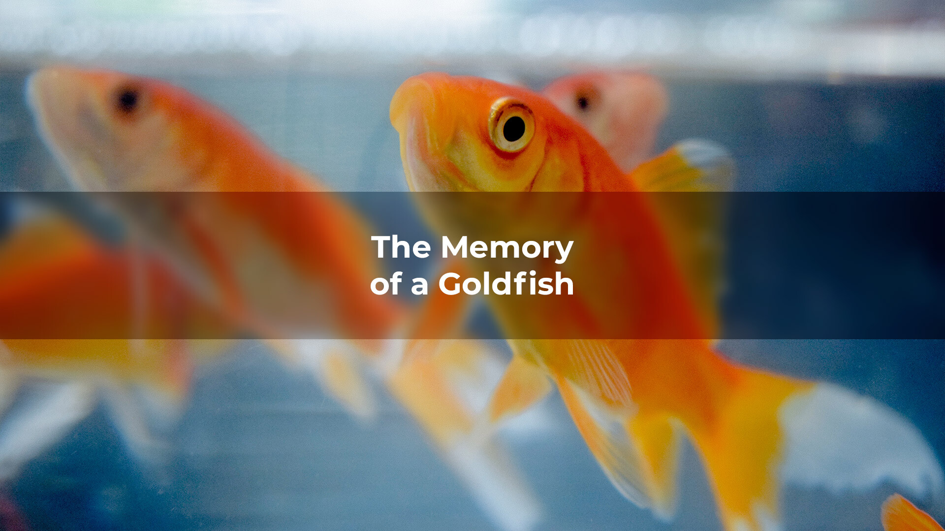 Blog The Memory of a Goldfish