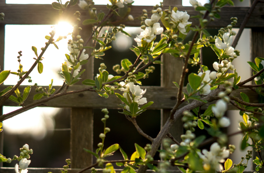 Hearing the Music A Trellis to Grow On Christ Church Grand Rapids