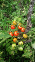 tomatoes on the farm