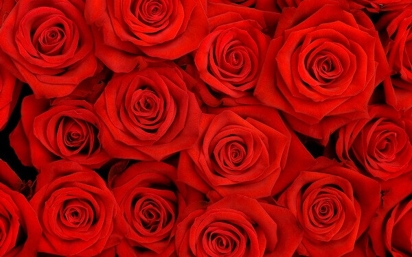 Union District Wedding of Roses Pageant