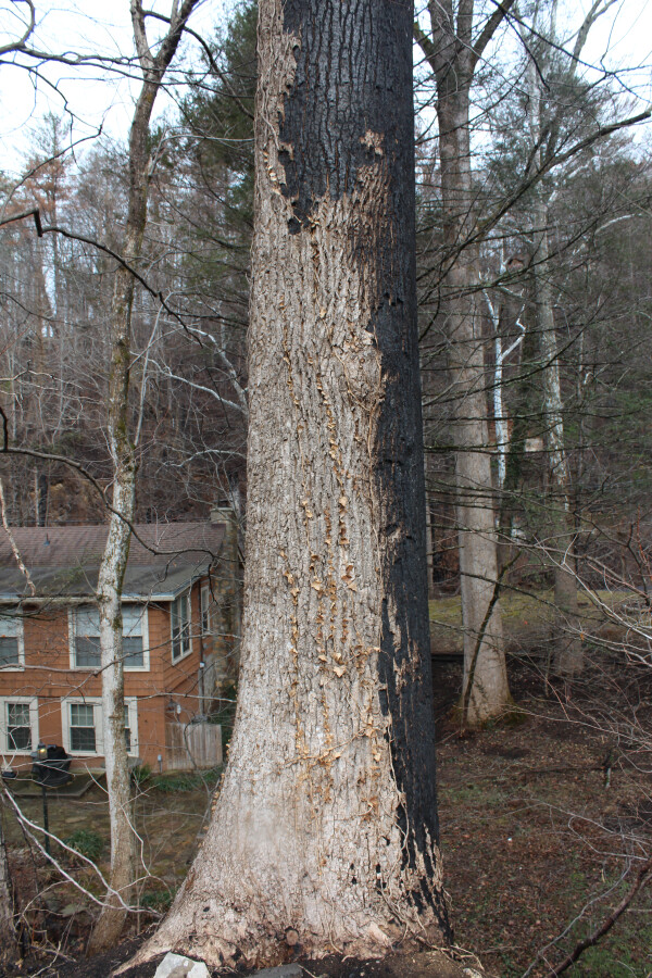 Tree next to church site