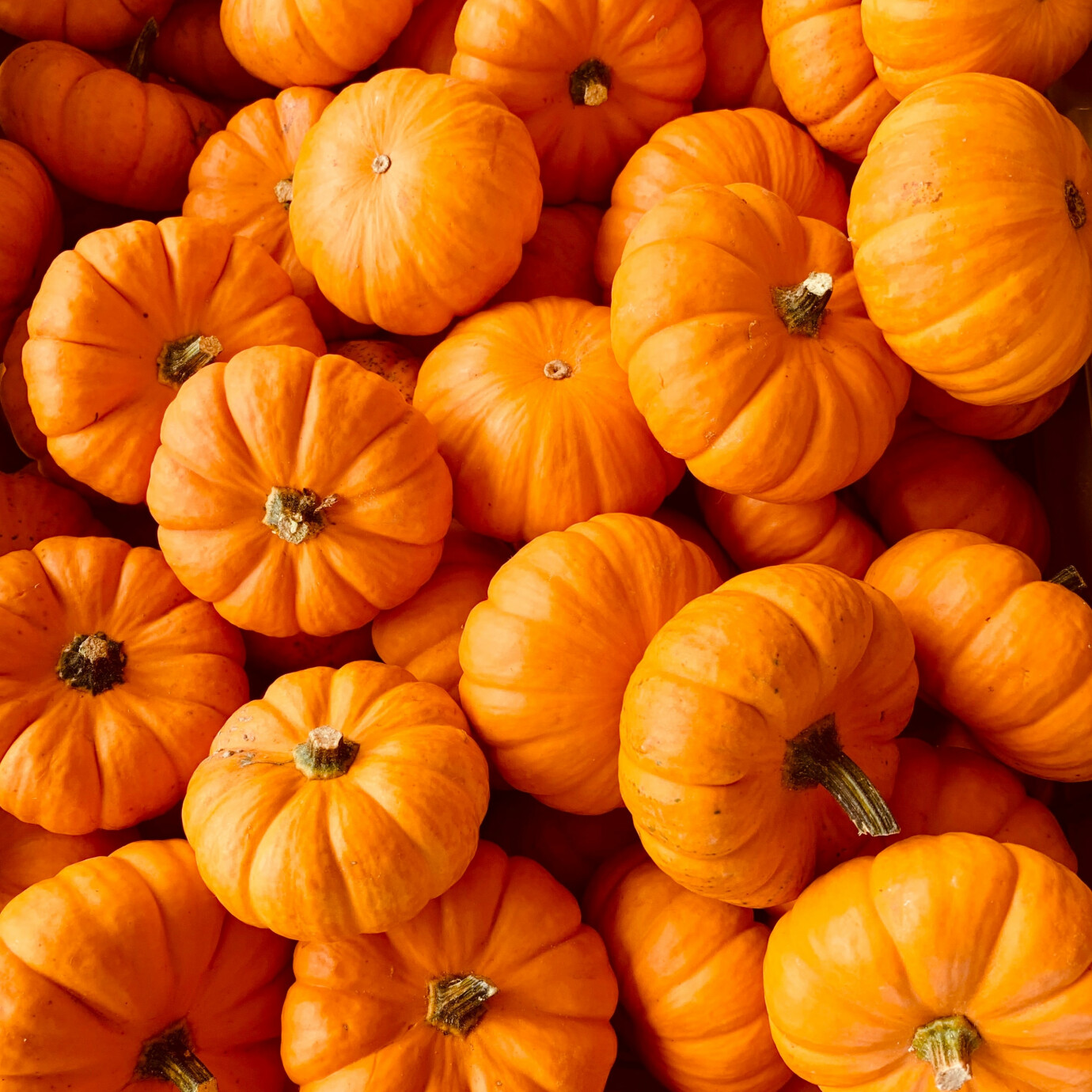 Harvest Party!