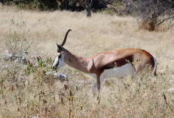 Namibia.6