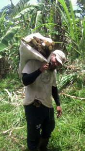 Harvesting Sugarcane