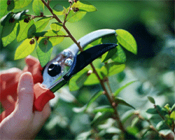 Growing in Faith: Pruning
