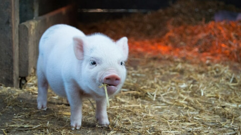 Lipstick on a Pig