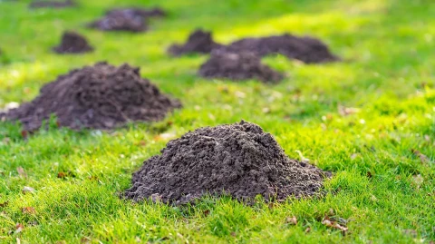 Mountains From Molehills