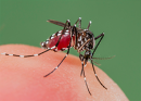 Zika: Información sobre el virus y cómo protegerse