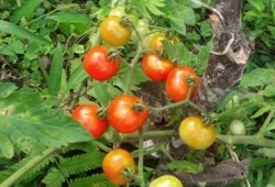 tomatoes