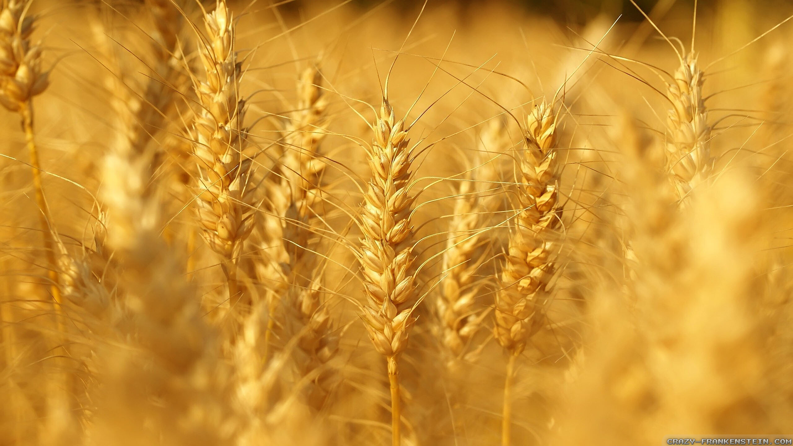 just-like-wheat-summer-nature-wallpapers-2560x1440