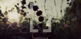 Photo Gallery 2