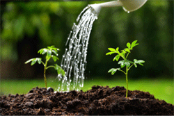 Growing in Faith: Watering