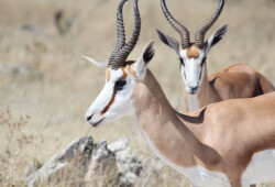 Namibia.5