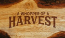 A Whopper Of A Harvest (Part 1)