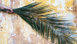 Palm Sunday | Welcoming the Real King Jesus