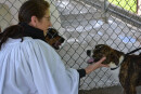 Texas Episcopalians Find Inventive Ways to Bless Animals