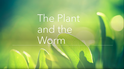 "The Plant and The Worm"