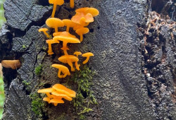 Mushroom5