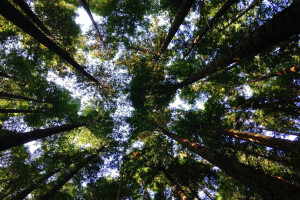 up-at-trees