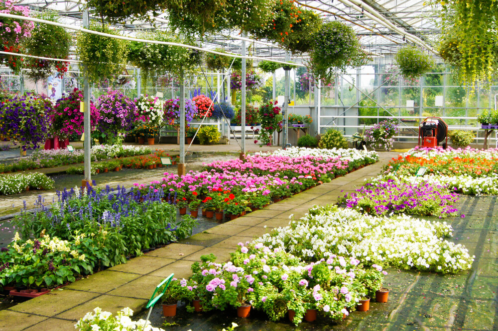 bright-multi-colored-flowers-in-a-greenhouse-nursery