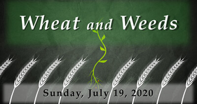 Wheat and Weeds Sunday