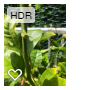 plant thorn