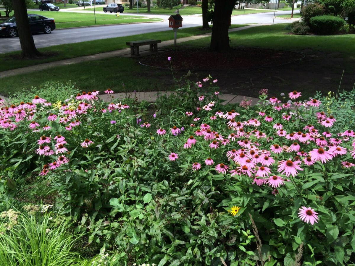  How to Put Your Garden to Bed