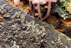 Mushroom 6