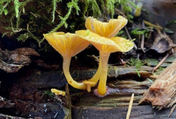 Mushroom 7