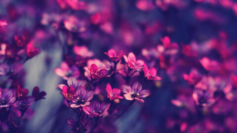 BEAUTY