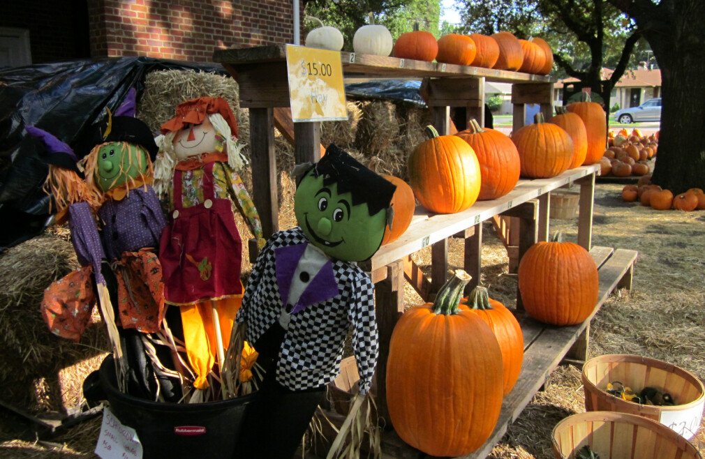 Pumpkin Patch