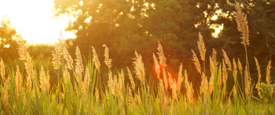 A golden field of wheat