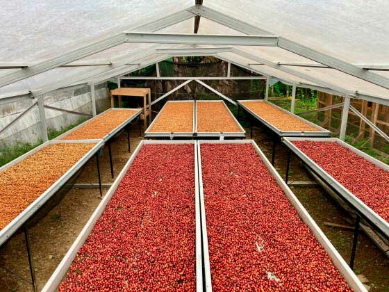 Fresh picked coffee beans