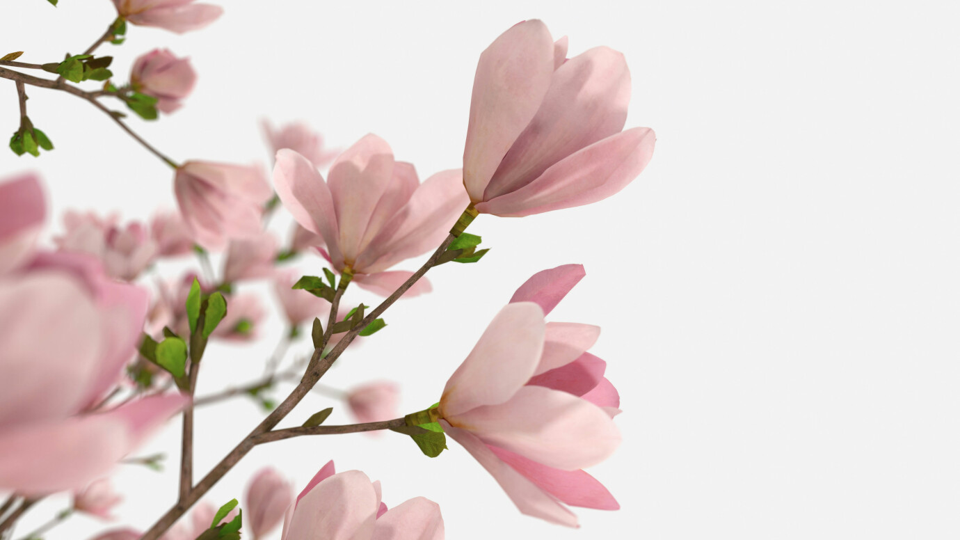 Annual Ladies Brunch