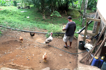 Feeding the chickens