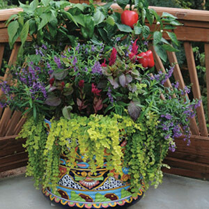 Plant Your Own Container Garden