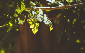 Romans 14 Study Questions