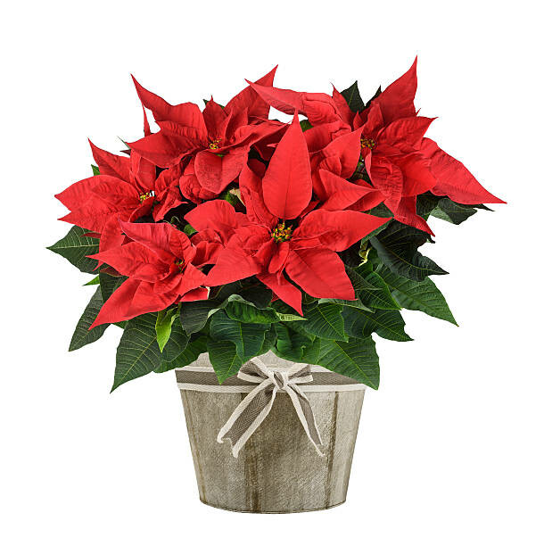 Order Christmas Poinsettias in the Connector