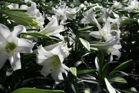 The Glory of Easter